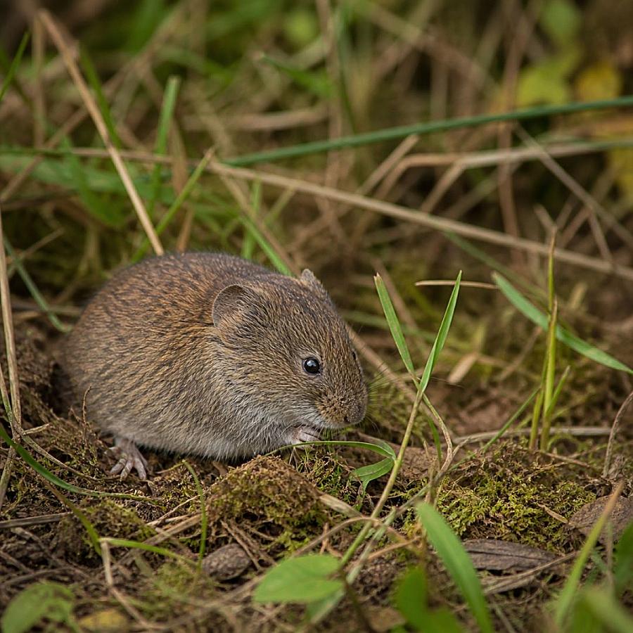Rosse woelmuis en hantavirus, het risico in België