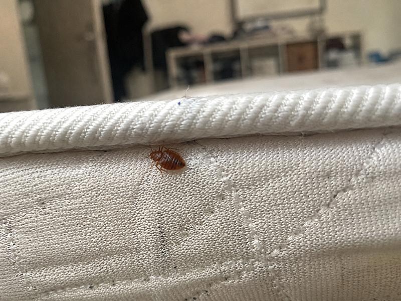 Bedwantsen in uw koffer? Zo voorkomt u dat ze meekomen